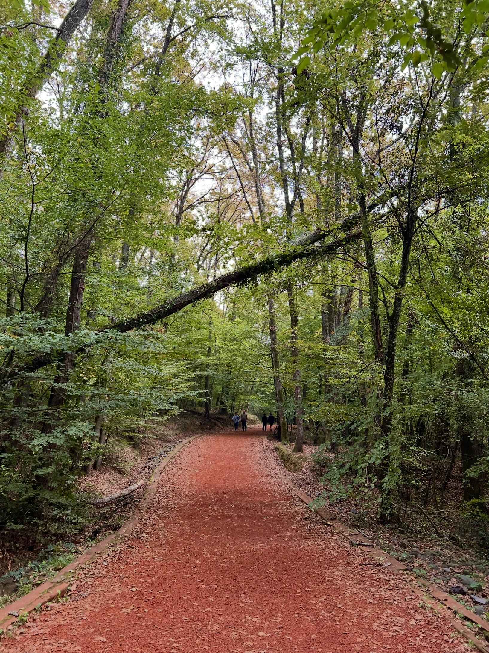 Belgrad Ormanı: İstanbul’un Doğa Kaçış Noktası